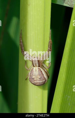 Krabbenspinne, Sumpf-Krabbenspinne, Sumpfkrabbenspinne, Weibchen, Beute, Xysticus ulmi, araignée crabe des marais, femelle, araignée crabe, Krabbenspinnen, Thomis Banque D'Images