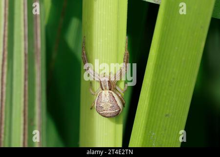 Krabbenspinne, Sumpf-Krabbenspinne, Sumpfkrabbenspinne, Weibchen, Beute, Xysticus ulmi, araignée crabe des marais, femelle, araignée crabe, Krabbenspinnen, Thomis Banque D'Images