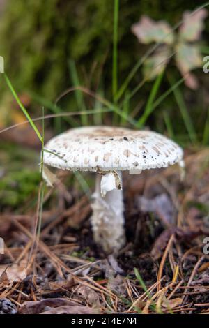 Gros plan d'une fausse calotte morbide (Amanita citrina) dans une forêt ; photo verticale Banque D'Images