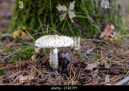 Gros plan d'un faux chapeau de mort (Amanita citrina) dans une forêt ; tabouret de crapaud devant le tronc d'arbre moussé ; photo horizontale Banque D'Images