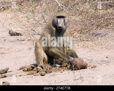 Chacma babouin, Cape babouin, Bärenpavian, Chacma, Papio ursinus, medvepávián, Parc national de Chobe, Botswana, Afrique Banque D'Images