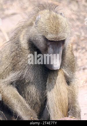 Chacma babouin, Cape babouin, Bärenpavian, Chacma, Papio ursinus, medvepávián, Parc national de Chobe, Botswana, Afrique Banque D'Images