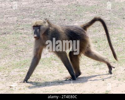 Chacma babouin, Cape babouin, Bärenpavian, Chacma, Papio ursinus, medvepávián, Parc national de Chobe, Botswana, Afrique Banque D'Images