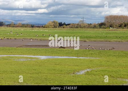 Terrain inondé et gorgé d'eau Becconsall hors du marais regardant vers la rivière Douglas à Hesketh Bank Lancashire Angleterre Banque D'Images