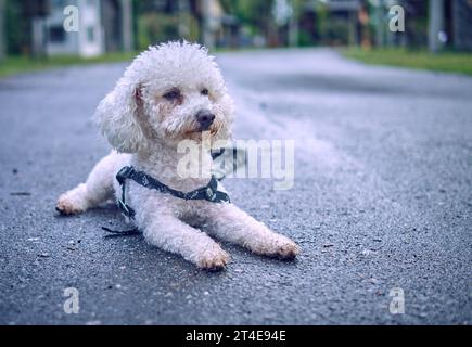 Chien blanc bichon frisse posant au milieu d'une rue humide une journée pluvieuse et nuageuse. Horizontal et espace de copie. Mise au point sélective Banque D'Images