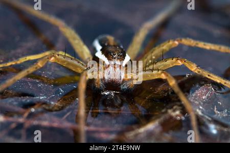 Vue de face d'Une araignée de radeau, Dolomedes fimbriatus, assis en attendant des proies sur la surface de l'eau, New Forest UK Banque D'Images