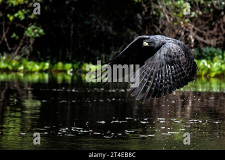 Vue latérale d'un Grand Black Hawk, Buteogallus orbitinga, en vol dans le Pantanal, Mato Grosso, Brésil Banque D'Images