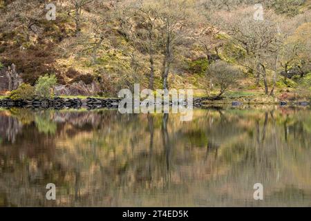 Réflexions capturées un jour de printemps à Llyn Dinas, Gwynedd Snowdonia pays de Galles Royaume-Uni Banque D'Images