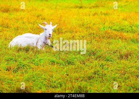 chèvre blanc avec des cornes se trouve sur l'herbe verte. Banque D'Images