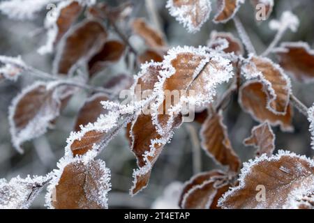 givre sur les feuilles de hêtre, temps glacial hivernal, fagus sylvatica Banque D'Images