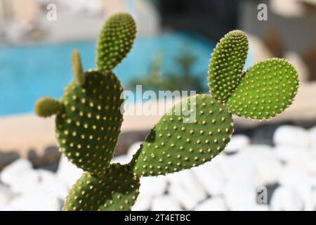 Cactus Banque D'Images