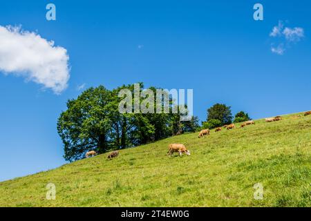 Paysage d'été avec des vaches pâturant sur des pâturages de montagne verts frais Banque D'Images