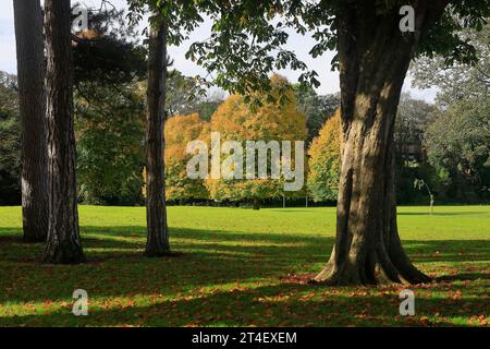 Arbres d'automne à Pontcanna Fields, Cardiff. Prise en octobre 2023. Début de l'automne. Banque D'Images