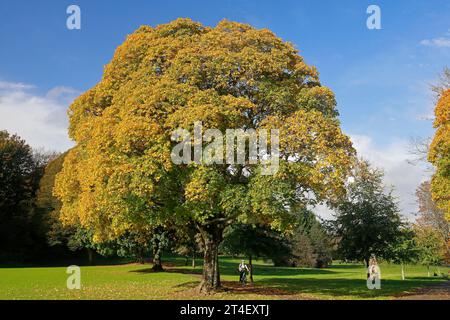 Arbres d'automne à Pontcanna Fields, Cardiff. Prise en octobre 2023. Début de l'automne. Banque D'Images
