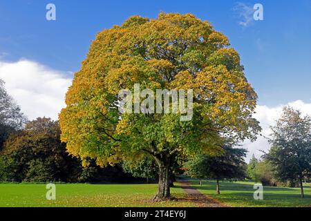 Arbres d'automne à Pontcanna Fields, Cardiff. Prise en octobre 2023. Début de l'automne. Banque D'Images