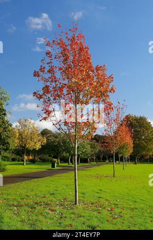 Arbres d'automne à Pontcanna Fields, Cardiff. Prise en octobre 2023. Début de l'automne. Banque D'Images
