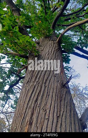 Vue regardant vers le haut le tronc de châtaignier doux (castanea sativa) avec l'écorce intéressante, Cardiff. Prise en octobre 2023. Automne. Banque D'Images