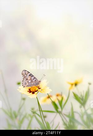 Macro d'une dame papillon peinte (vanessa cardui) reposant sur des fleurs de coreopsis. Vue latérale avec ailes fermées. Banque D'Images