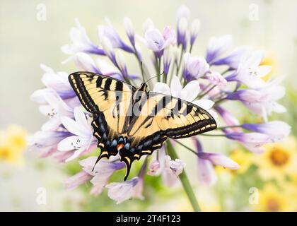 Macro d'un papillon à queue d'aronde de tigre de l'Ouest (Papilio rutulus) reposant sur une fleur d'agapanthe. Vue de dessus avec ailes écartées ouvertes. Banque D'Images