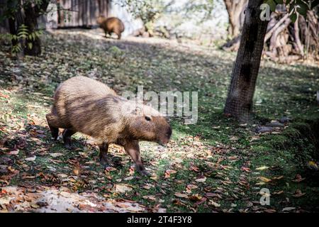 Capybara dans le zoo se prélasser au soleil par une chaude journée d'automne. Banque D'Images