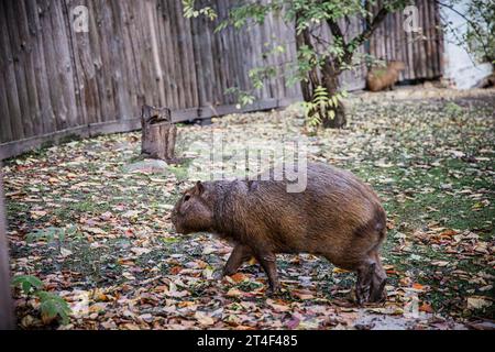 Capybara dans le zoo se prélasser au soleil par une chaude journée d'automne. Banque D'Images