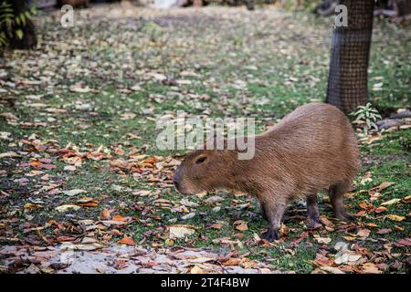 Capybara dans le zoo se prélasser au soleil par une chaude journée d'automne. Banque D'Images