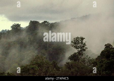 Paysage de forêt tropicale au pied du mont Tangkoko et Duasudara (Dua Saudara) dans le nord de Sulawesi, Indonésie. Selon un nouveau rapport de la Wildlife conservation Society, on estime que les forêts tropicales de haute intégrité éliminent et stockent environ 3,6 milliards de tonnes de CO2 par an (net) de l’atmosphère. Cependant, la forêt – et les espèces sauvages qui la soutiennent – sont menacées. « Entre 2012 et 2020, les températures ont augmenté jusqu’à 0,2 degrés Celsius par an dans la forêt, et l’abondance globale des fruits a diminué de 1 pour cent par an », a écrit une équipe de scientifiques dirigée par Marine Joly. Banque D'Images