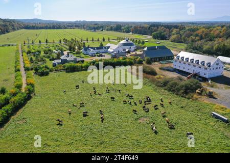 Bétail à Churchtown Dairy, Hudson, NY, États-Unis Banque D'Images