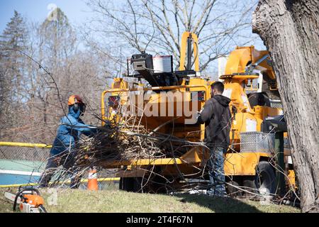 Déchiqueteuse à bois lors d'un enlèvement d'arbres dans le comté de Greene, New York, États-Unis Banque D'Images