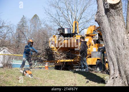 Déchiqueteuse à bois lors d'un enlèvement d'arbres dans le comté de Greene, New York, États-Unis Banque D'Images