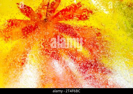 Un gros plan d'une feuille d'érable rouge et orange audacieuse gelée dans la glace sur un fond de feuilles d'automne jaune vif, créant un abstrait coloré. Banque D'Images