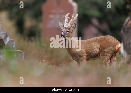 Roe Deer vivant dans le cimetière Banque D'Images