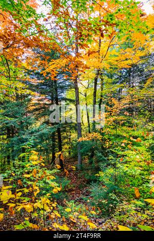 Couleurs d'automne dans les collines de la Gatineau près d'Ottawa, Canada Banque D'Images