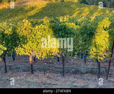 Les vignes de raisin vert poussent avec une lumière tôt le matin sur eux. Des raisins violets sont suspendus aux vignes prêtes à être récoltées. Banque D'Images