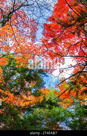 Couleurs d'automne dans les collines de la Gatineau près d'Ottawa, Canada Banque D'Images