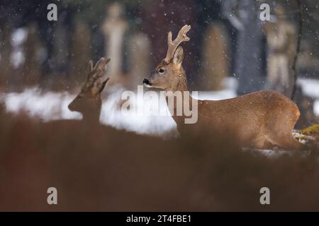 Gros buck avec bois recouvert de velours dans un environnement de cimetière enneigé Banque D'Images