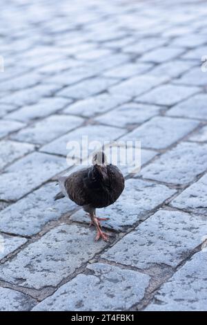 Un pigeon gris sur le sol en pierre. À la recherche de nourriture. La vie sauvage Banque D'Images