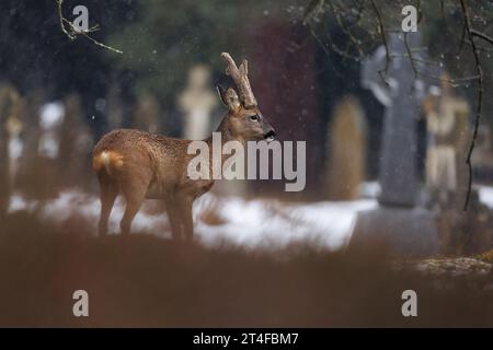 Gros buck avec bois recouvert de velours dans un environnement de cimetière enneigé Banque D'Images