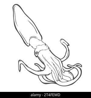 Icône de gribouillage dessiné à la main Squid. Illustration vectorielle de croquis de fruits de mer sains - calmar cru ou seiche pour impression, web, mobile et infographie Illustration de Vecteur