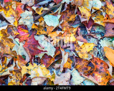 Les feuilles d'automne sur le sol de la forêt Banque D'Images