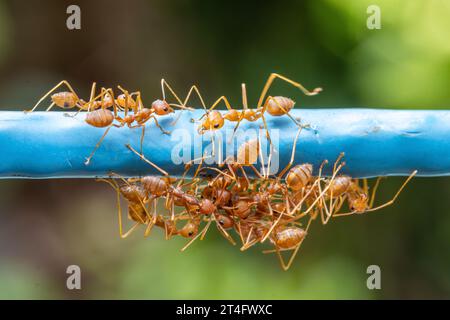 Un groupe de fourmis rouges mord une autre fourmi pour séparer ses parties du corps Banque D'Images