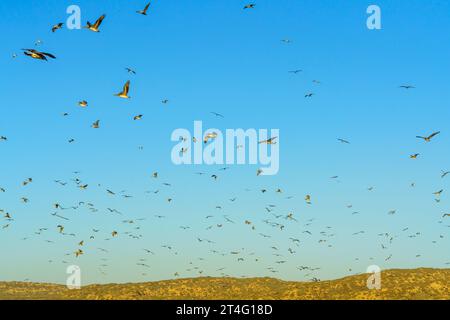 Troupeau d'oiseaux volants et ciel bleu clair. Pélicans et mouettes volantes Banque D'Images