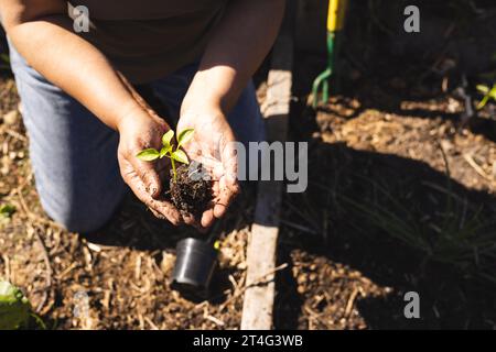 Gros plan des mains de la femme biracial senior tenant les semis dans le jardin ensoleillé, espace de copie Banque D'Images