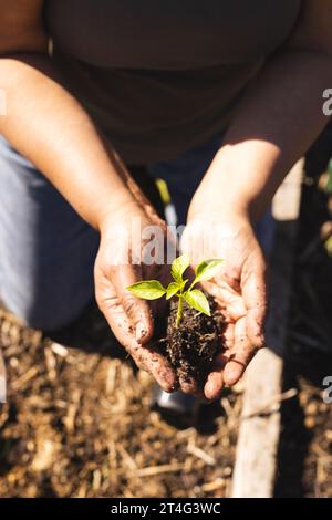 Gros plan des mains de la femme biracial senior tenant la plantule dans le jardin ensoleillé Banque D'Images