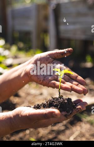 Gros plan des mains de la femme biracial senior tenant les semis dans le jardin ensoleillé, espace de copie Banque D'Images