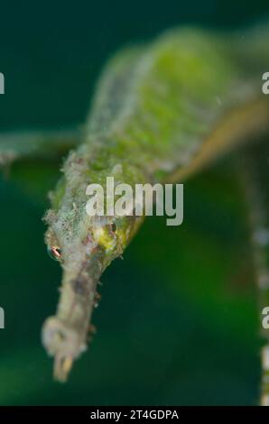 Poisson-aiguille à double extrémité, Syngnathoides biaculeatus, dans les herbiers marins, site de plongée TK1, détroit de Lembeh, Sulawesi, Indonésie Banque D'Images