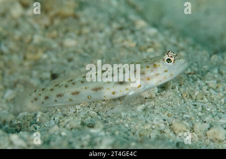 Shrimpgoby moucheté d'or, Ctenogobiops pomastictus, site de plongée Serena West, détroit de Lembeh, Sulawesi, Indonésie Banque D'Images