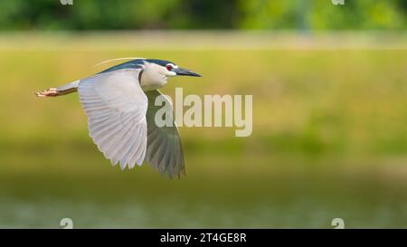 Flying Black-Crown Night Heron sur fond flou de mouvement Banque D'Images