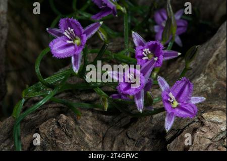 Ce sont des Twining Fringe Lillies (Thysanotus Patersonii) - beaucoup plus petits que leur homonyme Fringe Lily, mais beaucoup plus jolis! Réserve de Hochkins Ridge. Banque D'Images