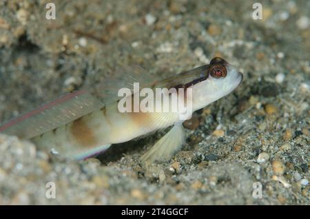 Shrimpgoby masqué, Amblyeleotris gymnocephala, à l'entrée du trou, site de plongée Serena Besar, détroit de Lembeh, Sulawesi, Indonésie Banque D'Images